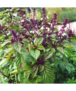 Basil Licorice Ocimum Basilicum Herb Seeds Fast Grow - €22,28 EUR