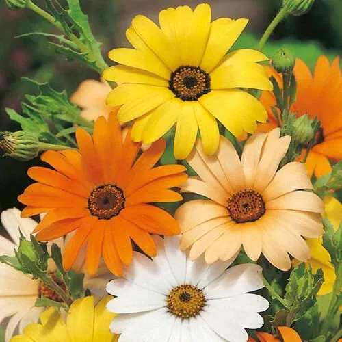 African Daisy 100 Seeds | Non-GMO | Flower Seeds | Seed Store - £7.07 GBP