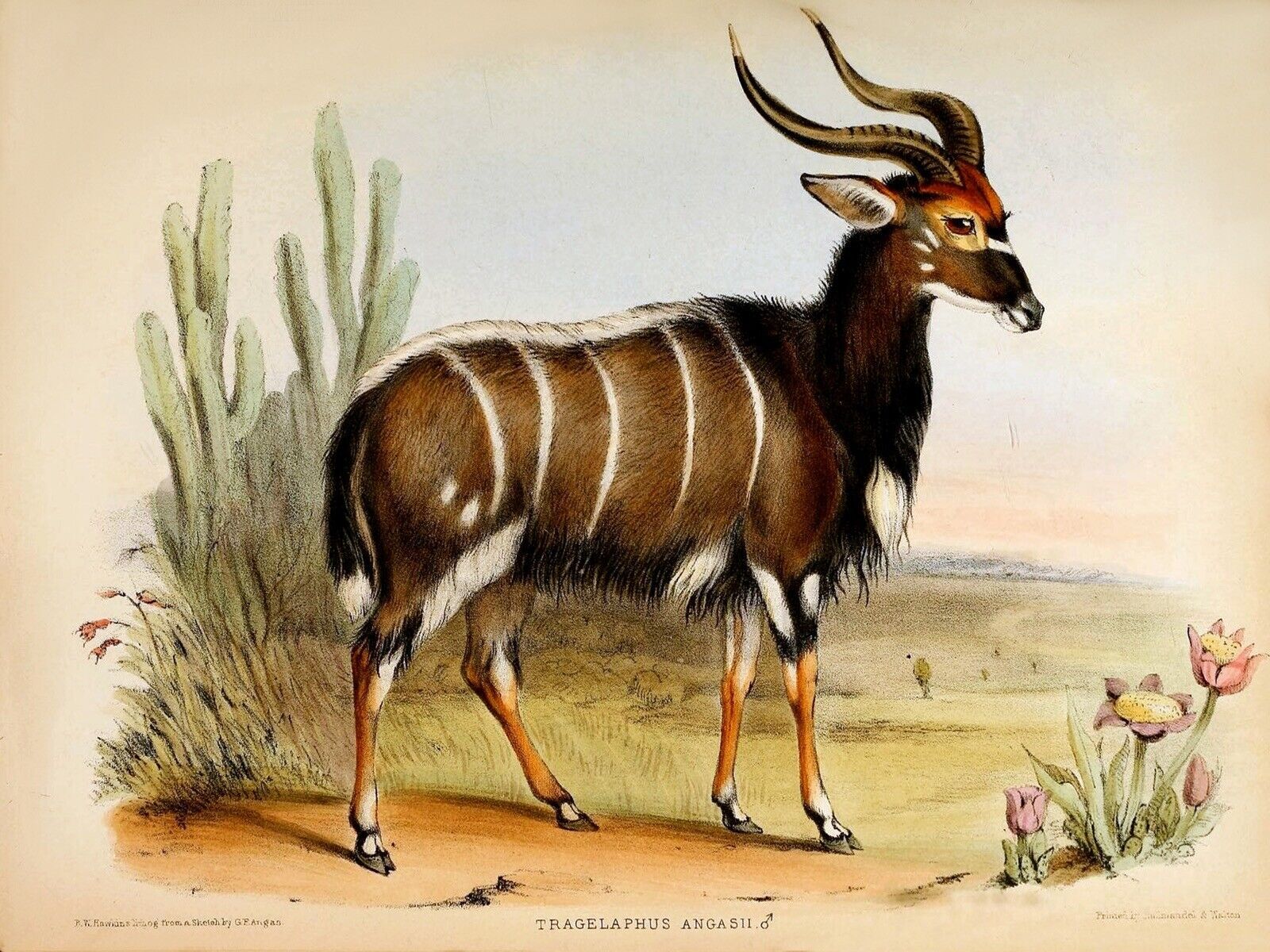 10577.Decoration Poster.Home Room wall.Art print design.Striped antilope