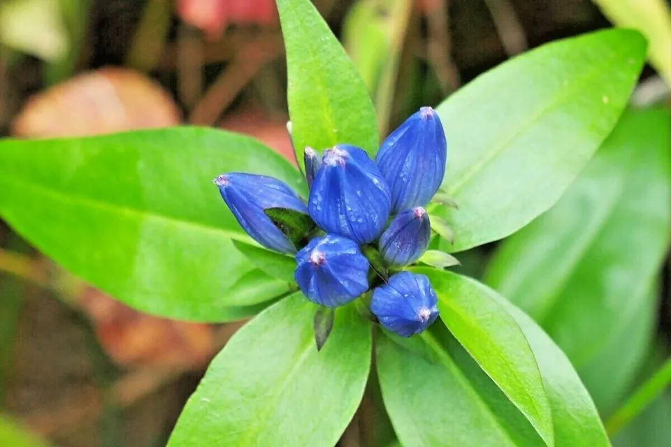 Bottle Gentian Wildflower 301 Seeds - $11.50