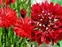 501+RED CORNFLOWER Bachelor Button Cut Dried Flowers Seeds Garden Container Easy - £10.22 GBP