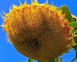 Mongolian Giant Sunflower Seeds 10 Seeds Non-Gmo Fast Shipping - $7.99