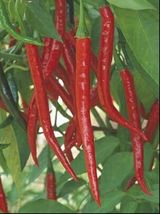 HOT LONG RED CAYENNE PEPPER- Capsicum Annuum Seeds- Non GMO - 100 seed - $3.00