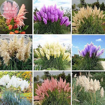 AQL Impressive Coloful Pampas Grass Seeds 200 seeds ornamental home garden plant - $8.34