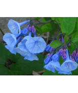 20 Virginia Bluebell roots wild flower shade lover (Mertensia) - $26.95