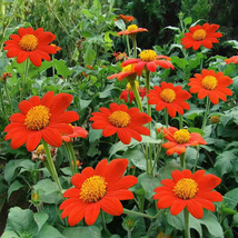 100 Seeds of Tithonia Mexican Sunflower Flower Seeds USA Grown - £14.35 GBP