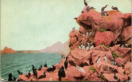 Vtg Postcard 1900s Parallon Islands Bird Rookery Golden Gate Park San Franciso - £13.40 GBP