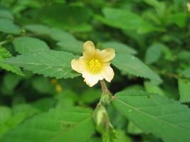 Sida acuta &quot;Medicinal plant&quot; 30 seeds - $54.98 MXN