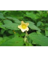 Sida acuta &quot;Medicinal plant&quot; 30 seeds - $2.95