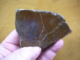 (DF-377-6) 5 oz Fossil REAL DINOSAUR Bone cabbing slab lapidary I love d... - $30.84