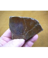 (DF-377-6) 5 oz Fossil REAL DINOSAUR Bone cabbing slab lapidary I love d... - $30.84