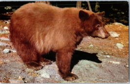 American Black Bear in the Yosemite Region Postcard - £5.49 GBP