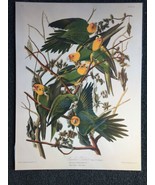 John James Audubon - Carolina Parrots - Vintage Lithograph Art Print - £103.02 GBP