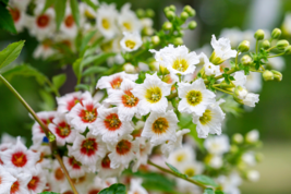 Hot 5 of YELLOWHORN TREE Xanthoceras Sorbifolium White Yellow Red Flower Seeds - £6.21 GBP