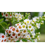 Hot 5 of YELLOWHORN TREE Xanthoceras Sorbifolium White Yellow Red Flower... - £6.13 GBP