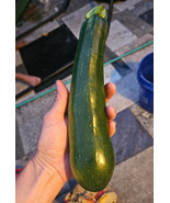 LKS Dark Green Zucchini Seeds 30 Summer Squash Organic Home Garden - €10,48 EUR