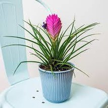 50 Seeds Charming Purple Tillandsia Cyanea Flowers in Pots - $4.61