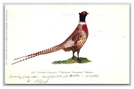 Chinese Pheasant Oregon OR UDB Postcard O17 - £3.58 GBP