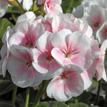 Pink White Geranium Flowers Easy To Grow Garden 25 SeedsFrom US - $8.35