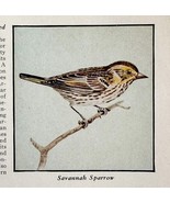 Savannah Sparrow Bird Print 1931 Blue Book Birds Of America Animals Art ... - $19.99