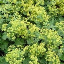 200 Ladys Mantle Alchemilla Mollis Flower Seeds Fresh Seeds Fast Shipping - $12.72