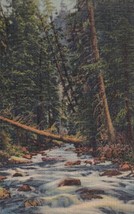 Mountain Stream Southwest New Mexico NM Postcard C32 - £2.35 GBP