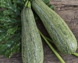 Grey Zucchini Summer Squash Seeds, Mexican Grey Squash, Lebanese, FREE S... - $1.67+