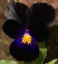 TH  35 Seeds Velvety Black Viola Flower Seeds / Shade Loving Perennial - £11.87 GBP