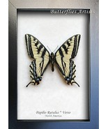 Papilio Rutulus Verso Western Tiger Swallowtail Real Butterfly Framed Sh... - $1,379.23 MXN