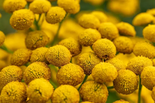 100 Yellow Tansy Double Golden Buttons Fern Leaf Tanacetum Vulgare Flower Seeds  - £7.19 GBP