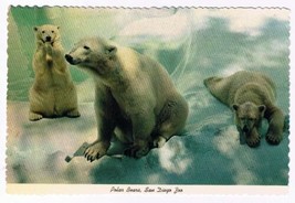 California Postcard San Diego Zoo Polar Bears - £2.31 GBP
