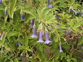 Shipped From Us 2 Oz Blue Angel&#39;s Trumpet Flower Seeds Bulk Tropical, LC03 - £230.79 GBP