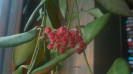 Hoya Bilobata – Easy Care Flowering Tropical Outdoor &amp; House Plant - £3.87 GBP