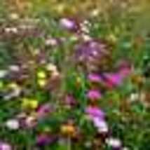 500 Seeds! Wildflower Mix Bouquets For Days Heirloom Garden Pollinators Non-GMO - £9.67 GBP