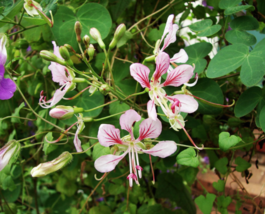 5 Pc Seeds Hardy Orchid Vine Plant, Bauhinia yunnanensis Seeds for Planting | RK - £15.10 GBP