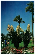 Yucca In Bloom In South Texas Cactus Postcard - £6.96 GBP