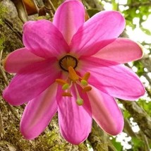 Passiflora coactilis, Tauso 10 seeds passion flowers, passion vines, flo... - $4.30