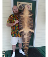 (#G-455) 5.23 foot Real Gator Belly ALLIGATOR leather hide skin RUG - $1,518.94 CAD
