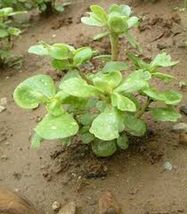 Purslane- Golden- (Portulaca Sativa)- 100 Seeds_Tera Store - £4.79 GBP