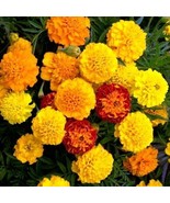 AW 25 Marigold Seeds French Dwarf Double Blooms Flowers Heirloom Annual ... - $14.01 CAD