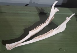 Real Whitetail Deer Jaw Taxidermy Clean Teeth Crafts Bones Bar Hunting C... - $338.06 MXN