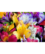 10 Peruvian Lily Mix Alstroemeria Ligtu Myers Hybrids   - £14.94 GBP