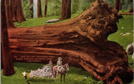 The Fallen Michigan Tree Kings Canyon National Park CA Postcard PC383 - £4.00 GBP