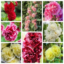 New Fresh Seeds 50 Summer Carnival Hollyhock Double Mixed Colors Red Pink White  - £12.22 GBP