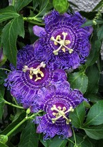 Guashi Store 10 Seeds Purple Grandilla Passion Flower Passion Fruit Pass... - £7.86 GBP