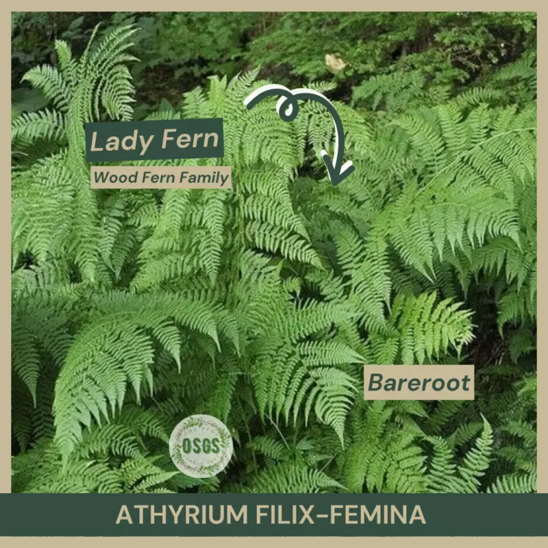 Bareroot Athyrium filix-femina Lady Fern Wood Fern Family Fully Grown - £14.55 GBP