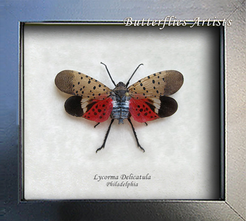 Spotted Lanternfly Lycorma Delicatula Real Framed Entomology Collectible... - $49.99
