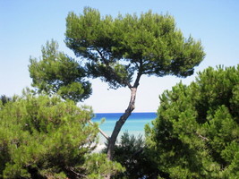 Aleppo Pine Jerlem Pine Pinus Halepensis 20 SeedsFrom US  - £6.63 GBP