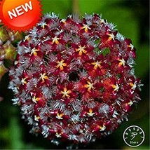 Hoya Bonsai,Potted Hoya Carnosa Flower Flores Garden Plants Perennial Pl... - £6.37 GBP