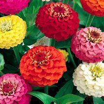 400 Seeds Zinnia Lilliput Mixture | NON-GMO | Fresh Garden Seeds - £14.38 GBP